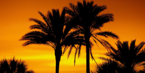 Palm trees representing Palm Beach Gardens.